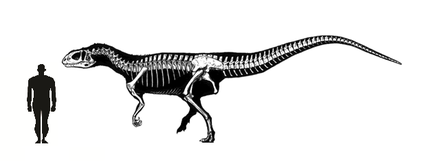 Yangchuanosaurus - Everything Dinosaurs